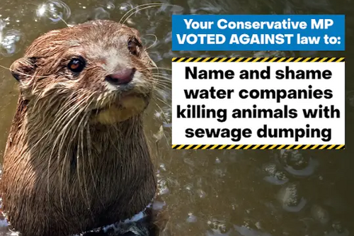 Otter & Sewage